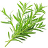 Hungarian tarragon